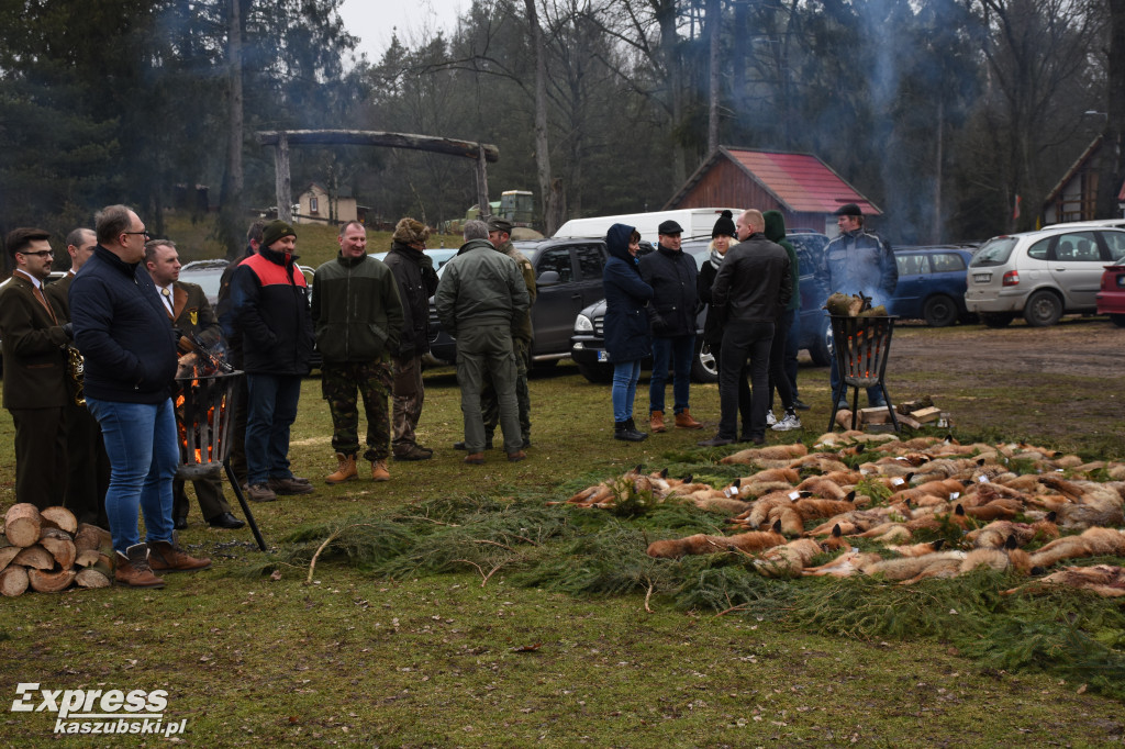 Doroczny pokot w Stężycy