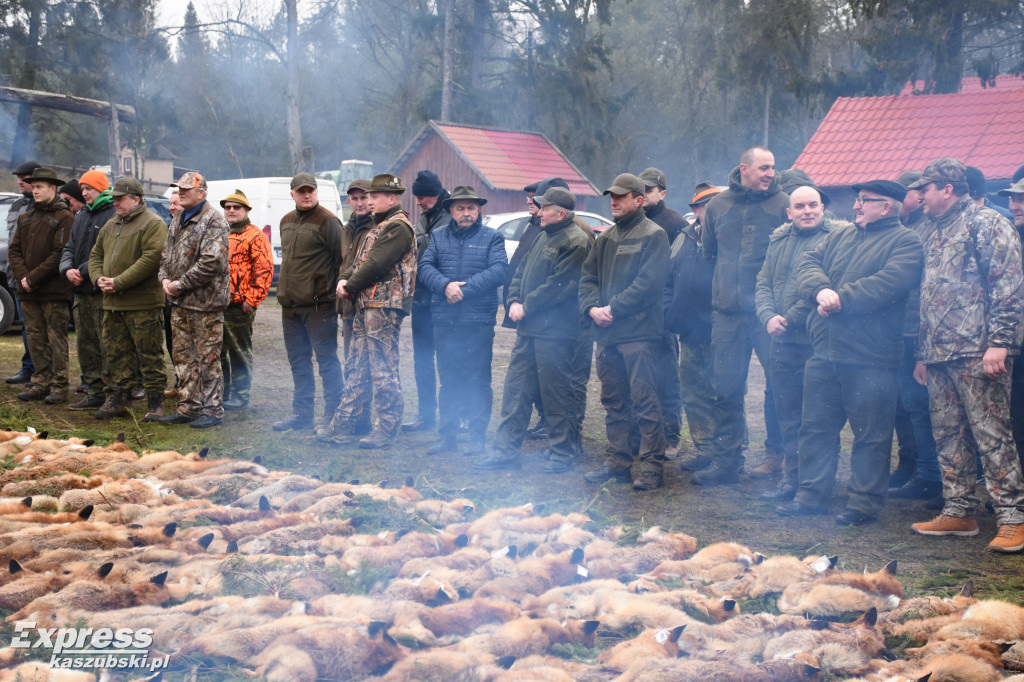 Doroczny pokot w Stężycy