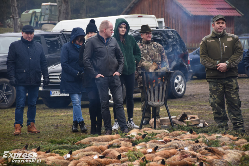 Doroczny pokot w Stężycy