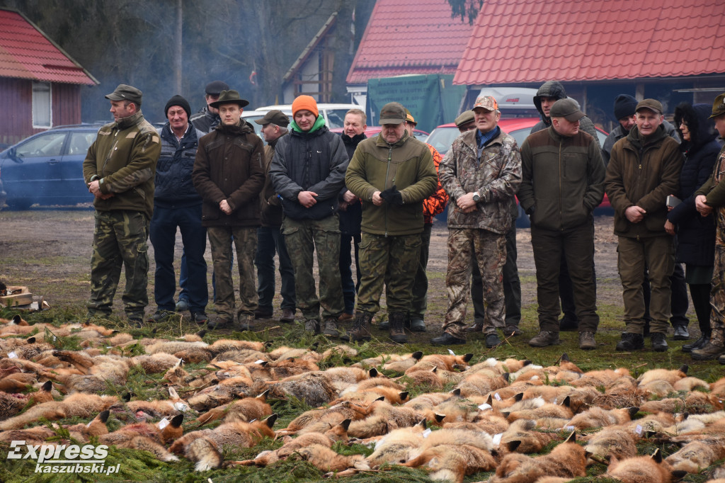 Doroczny pokot w Stężycy