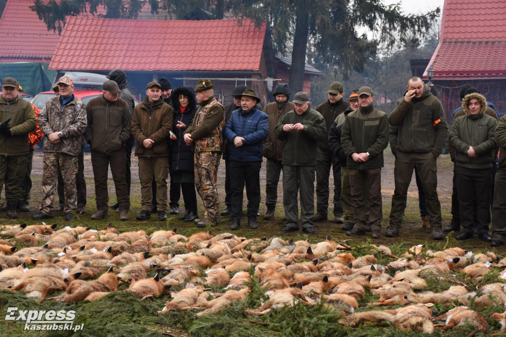 Doroczny pokot w Stężycy