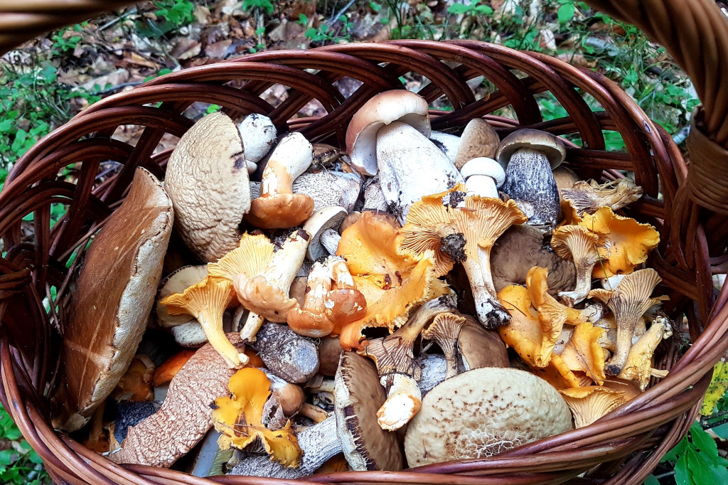 Grzybobranie pani Marii