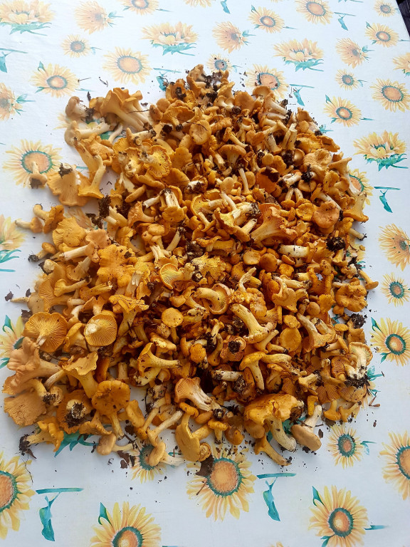 Grzybobranie pani Marii