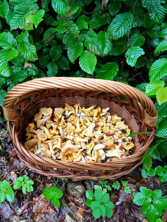 Grzybobranie pani Marii
