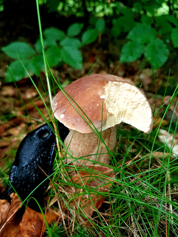 Grzybobranie pani Marii