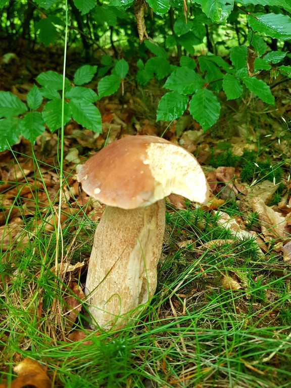 Grzybobranie pani Marii