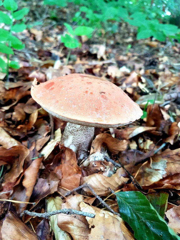 Grzybobranie pani Marii