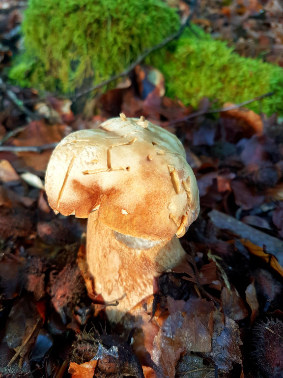 Grzybobranie pani Marii