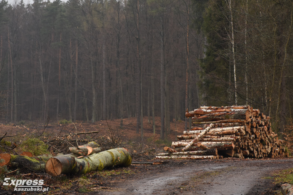 Wycinka lasu pod pętlę kolejową