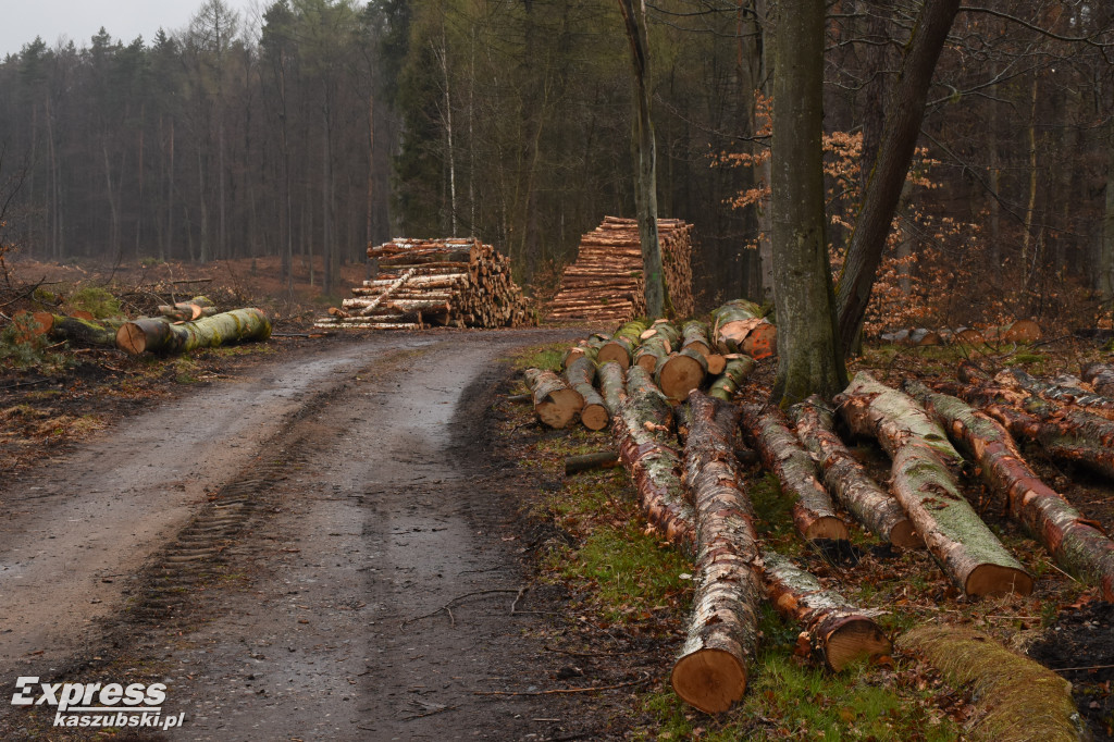 Wycinka lasu pod pętlę kolejową
