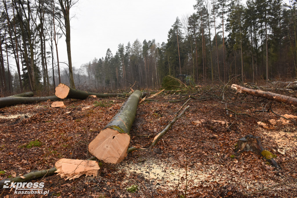 Wycinka lasu pod pętlę kolejową