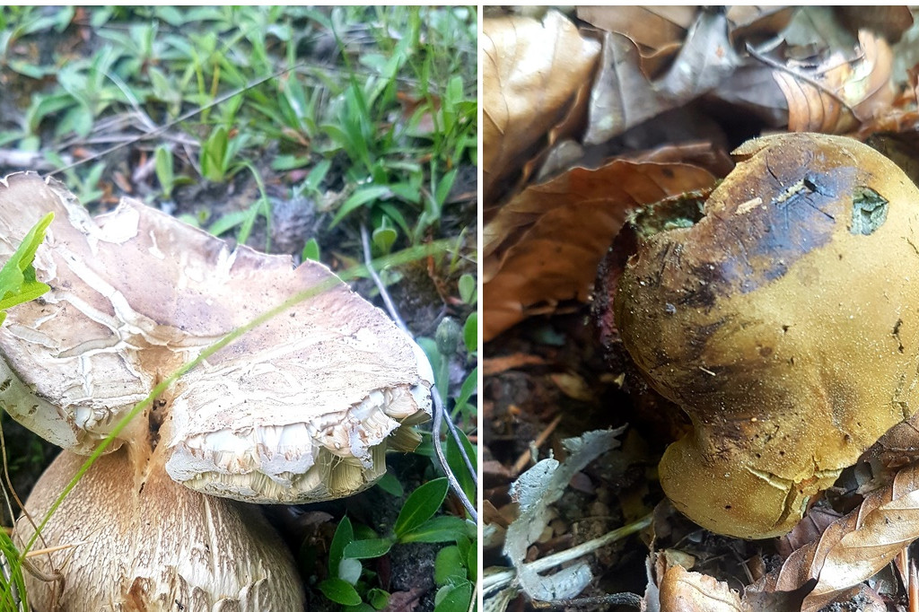 Grzybobranie pani Marii