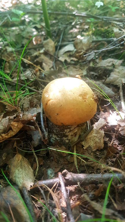 Grzybobranie pani Marii