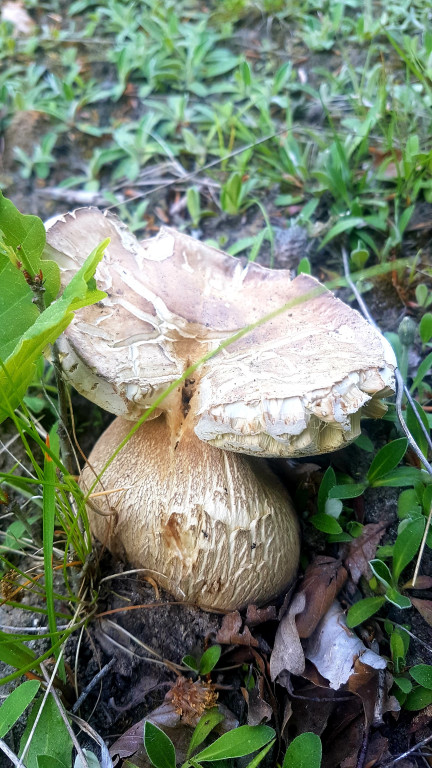 Grzybobranie pani Marii