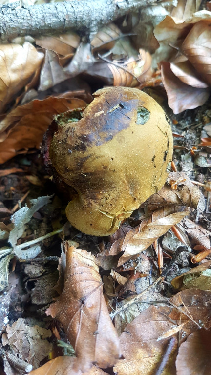Grzybobranie pani Marii