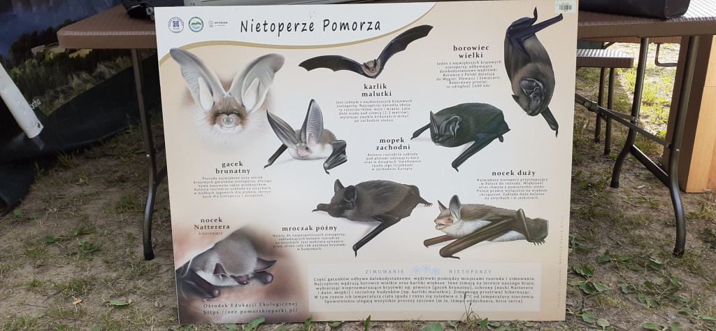 Warsztaty BioBlitz w gm. Somonino