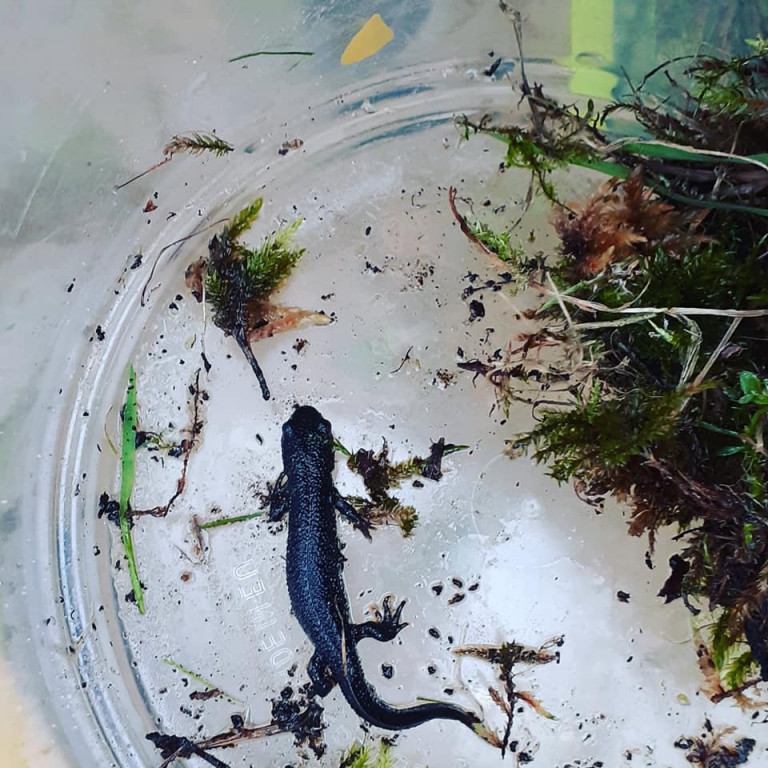 Warsztaty BioBlitz w gm. Somonino
