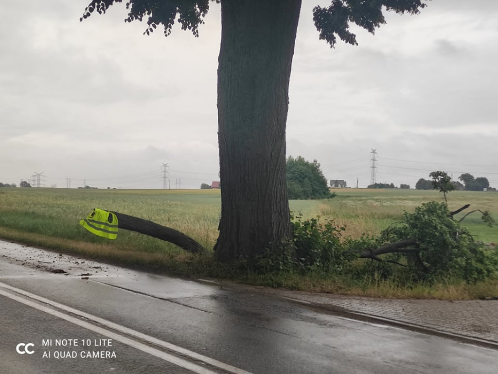 Konar spadł na Aleję Lipową