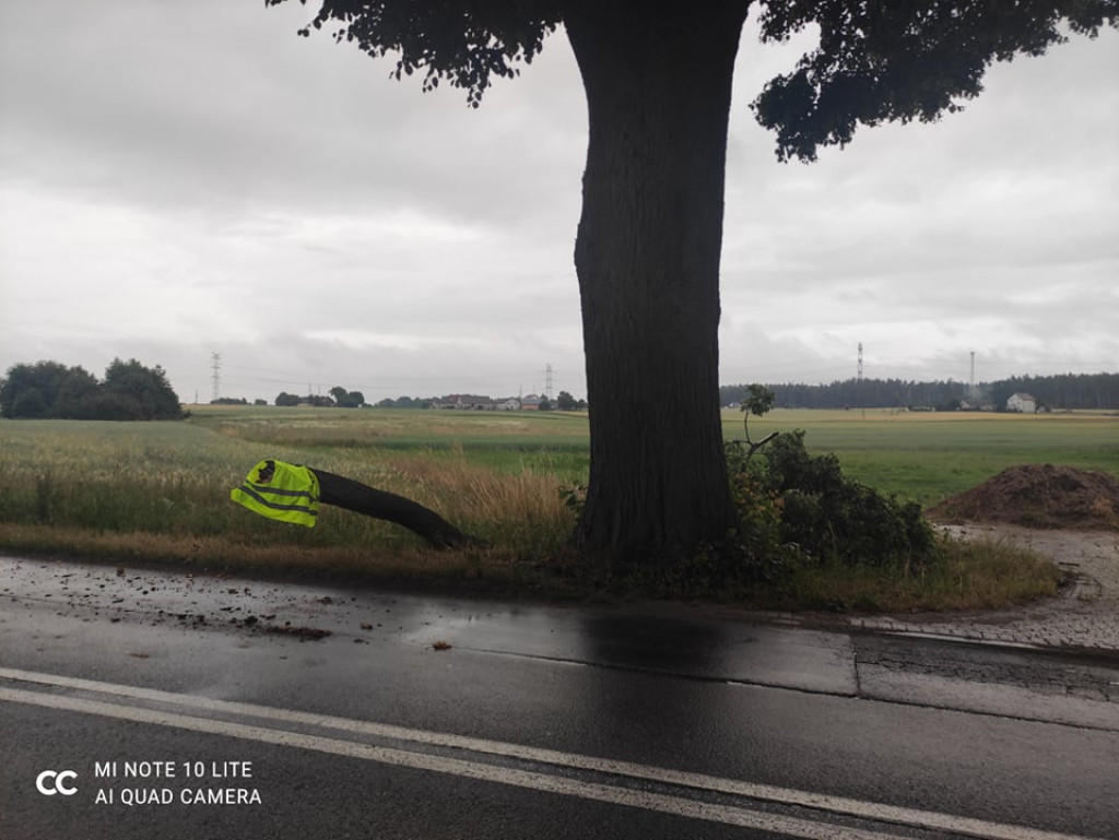 Konar spadł na Aleję Lipową
