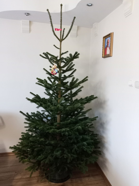 Galeria Waszych choinek 2021