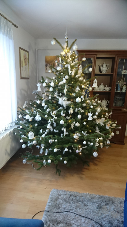 Galeria Waszych choinek 2021