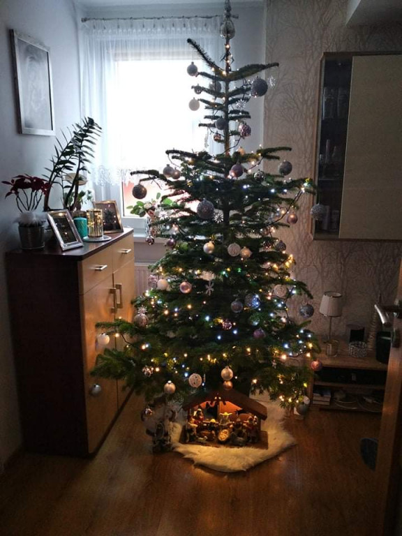 Galeria Waszych choinek 2021