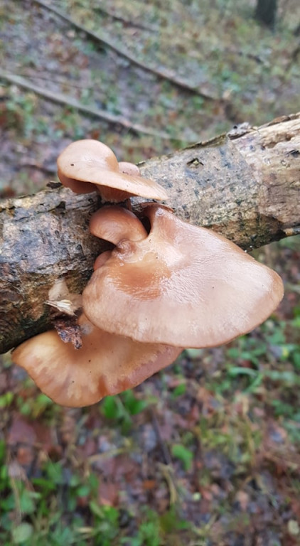 Zimowe grzybobranie pani Marii