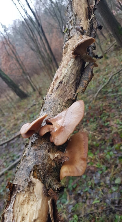 Zimowe grzybobranie pani Marii