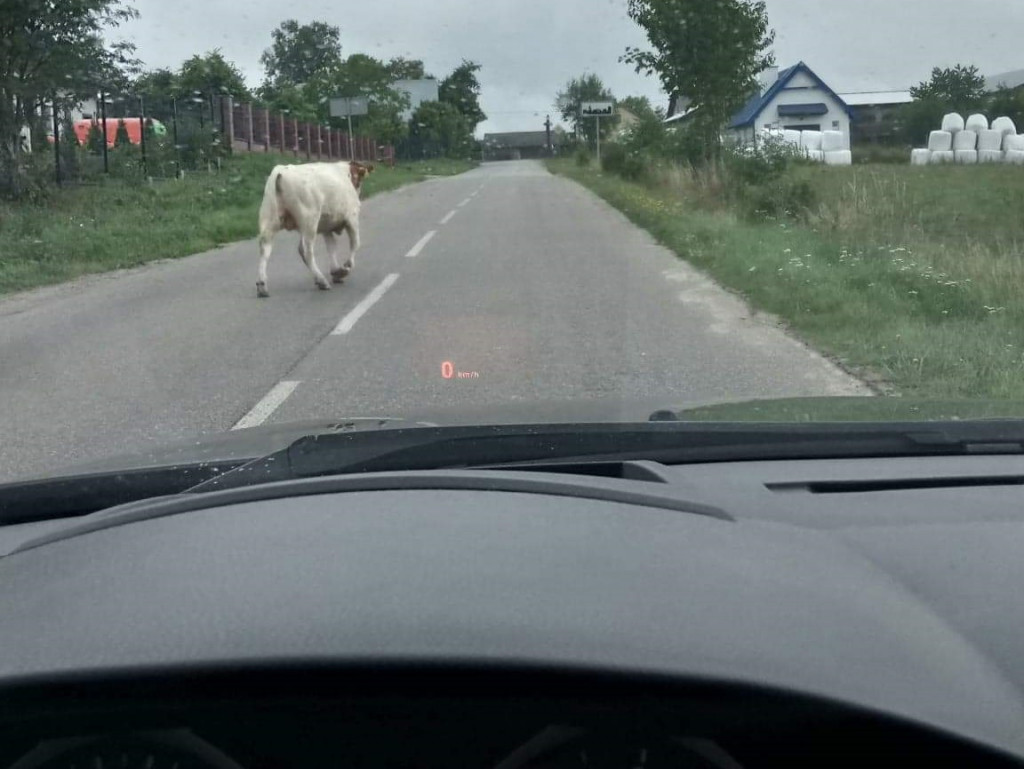 Bydło ucieka z gospodarstwa w Bąckiej Hucie