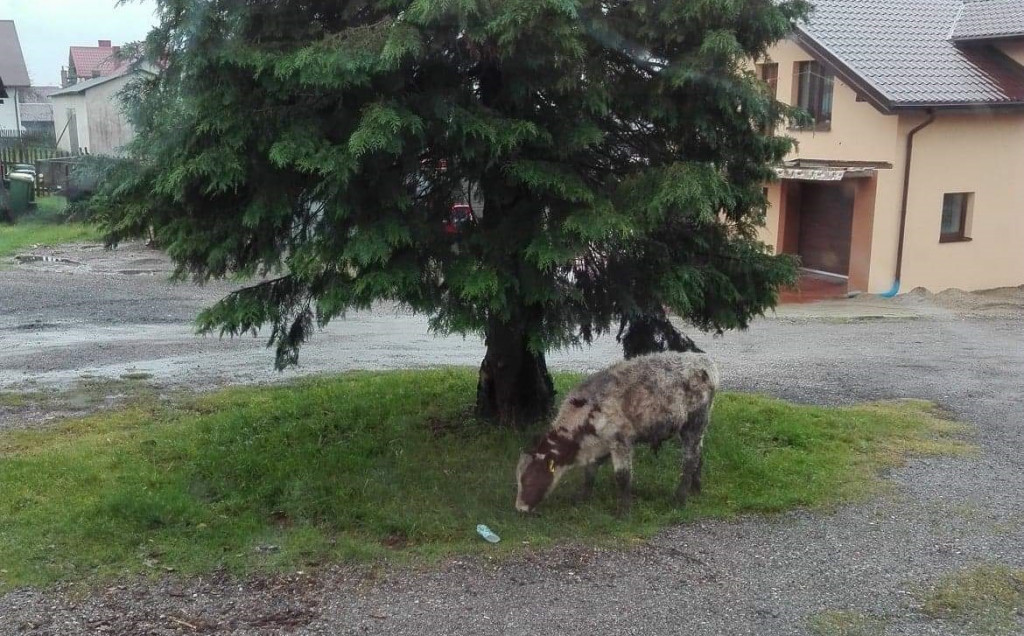 Bydło ucieka z gospodarstwa w Bąckiej Hucie
