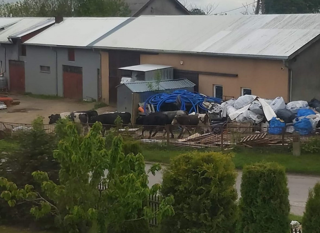Bydło ucieka z gospodarstwa w Bąckiej Hucie