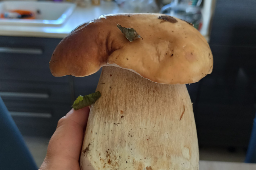 Owocne grzybobranie na Kaszubach
