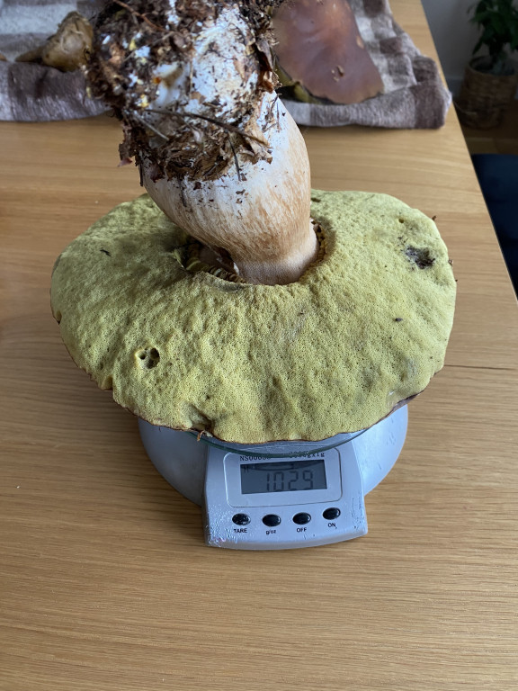 Owocne grzybobranie na Kaszubach