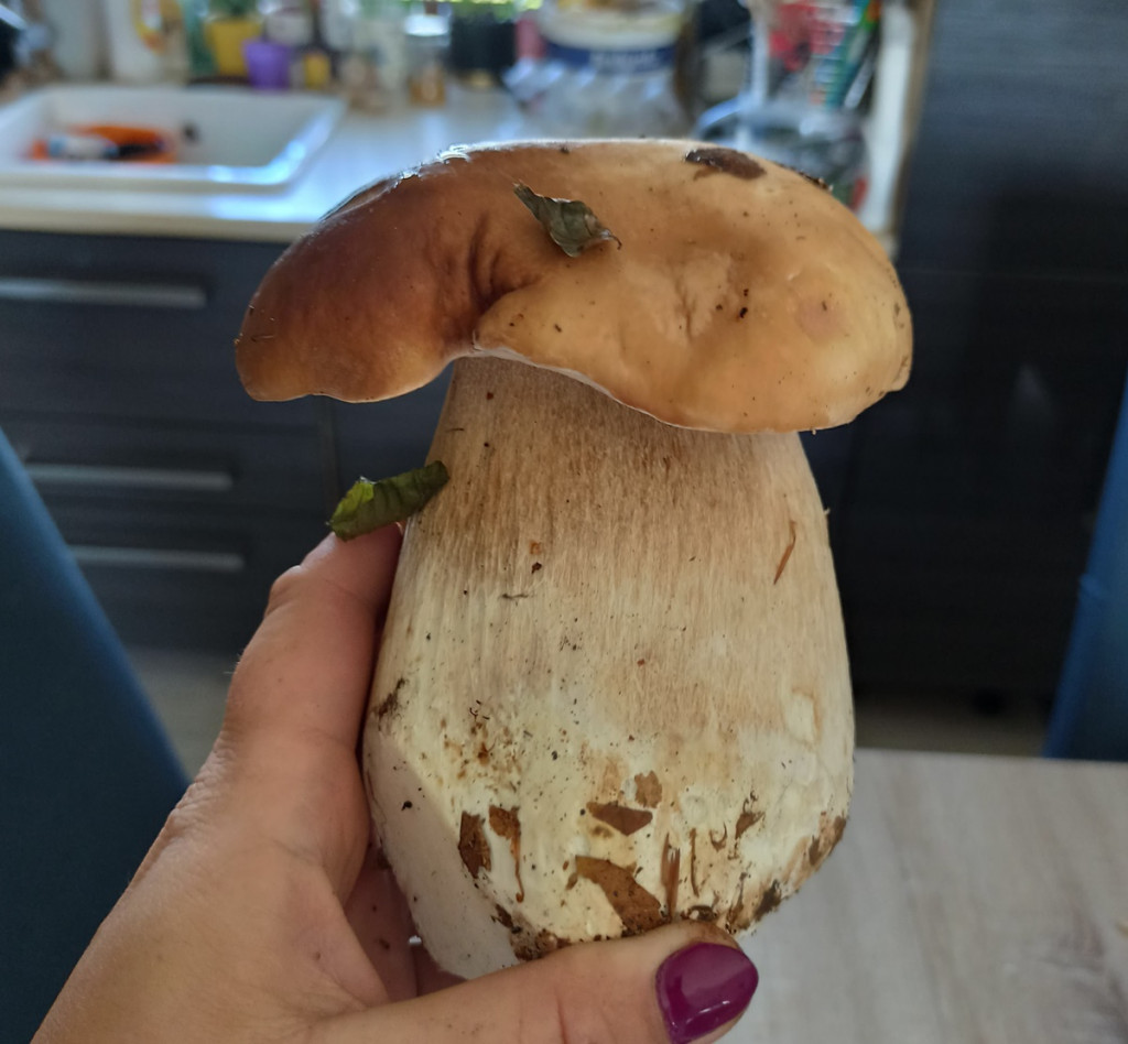 Owocne grzybobranie na Kaszubach