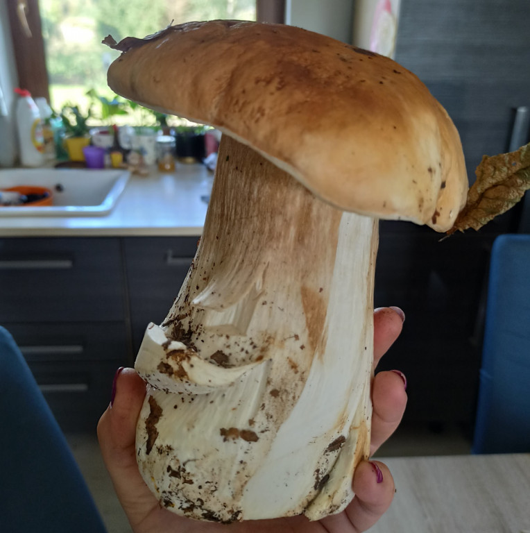 Owocne grzybobranie na Kaszubach