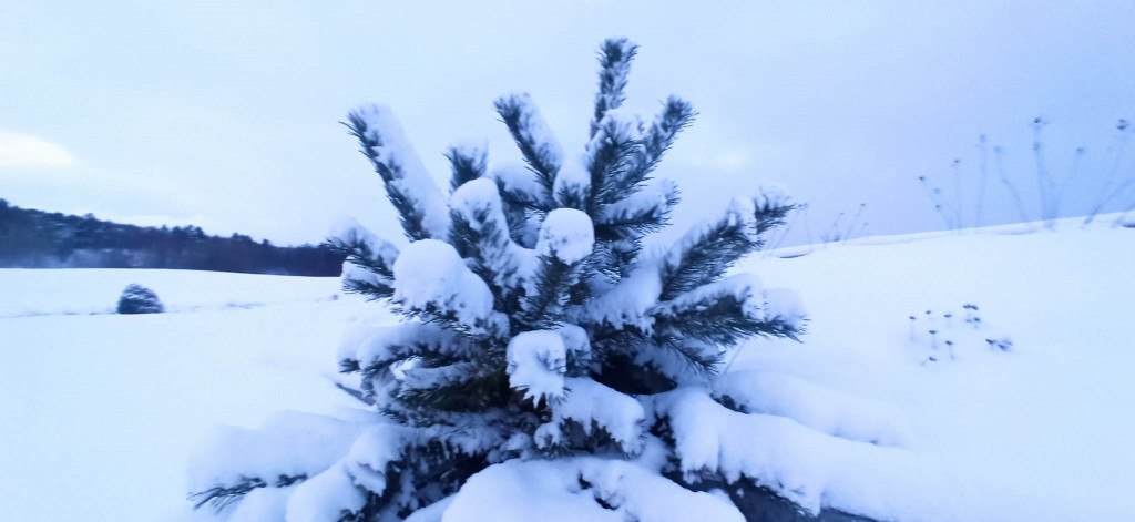Czy to ostatni śnieg w tym sezonie?
