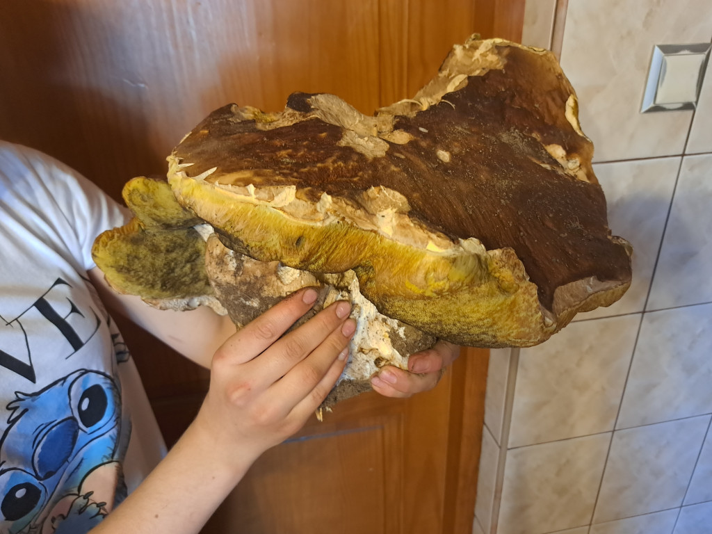 Grzybowe zbiory na Kaszubach