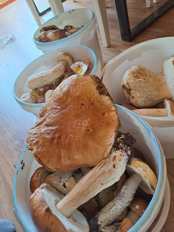 Grzybowe zbiory na Kaszubach