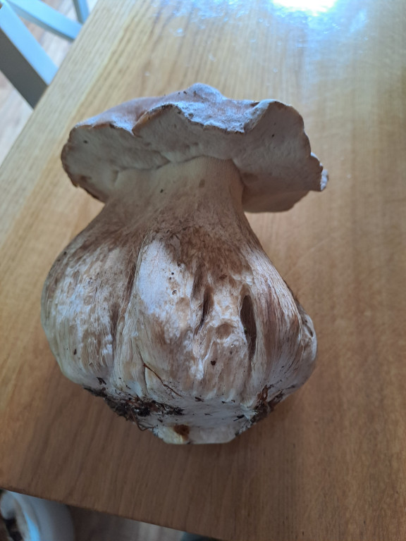 Grzybowe zbiory na Kaszubach