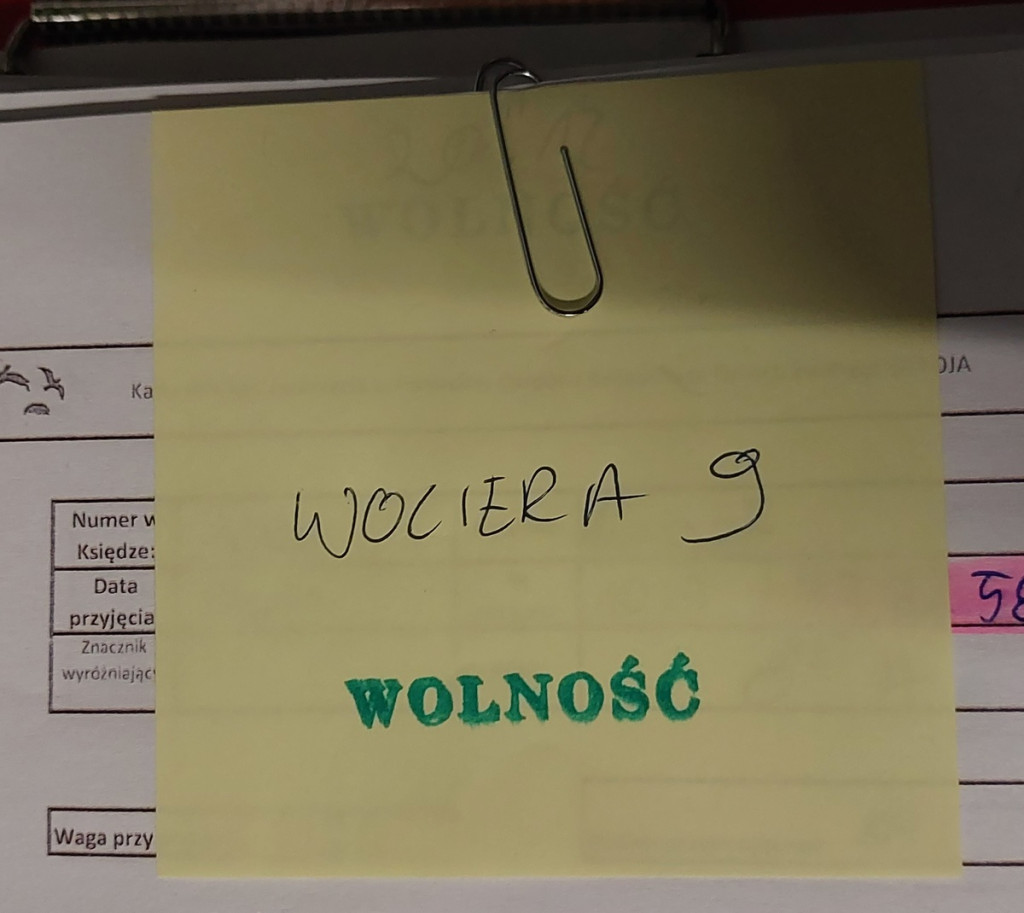 Więzione ptaki wypuszczone na wolność