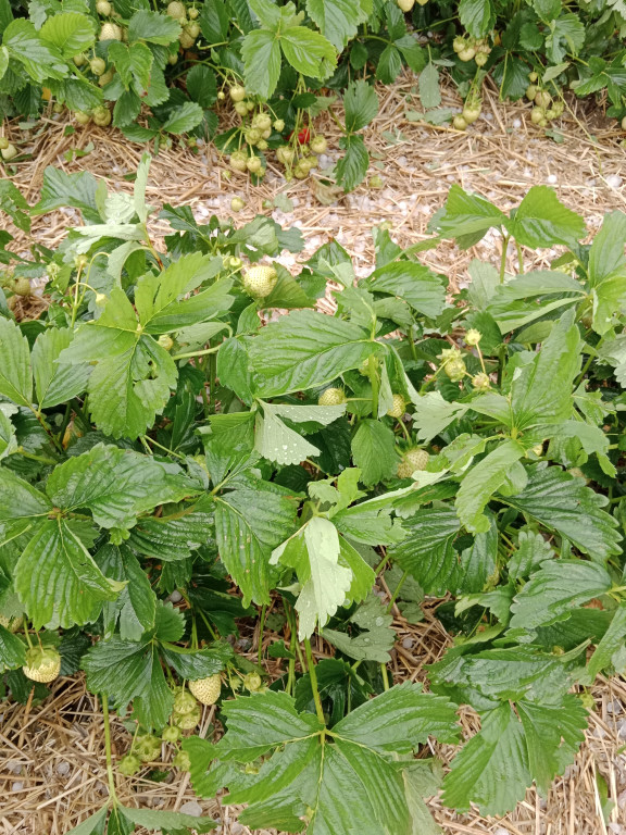 Gradobicie i zniszczone uprawy truskawek