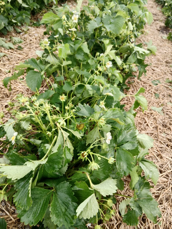 Gradobicie i zniszczone uprawy truskawek