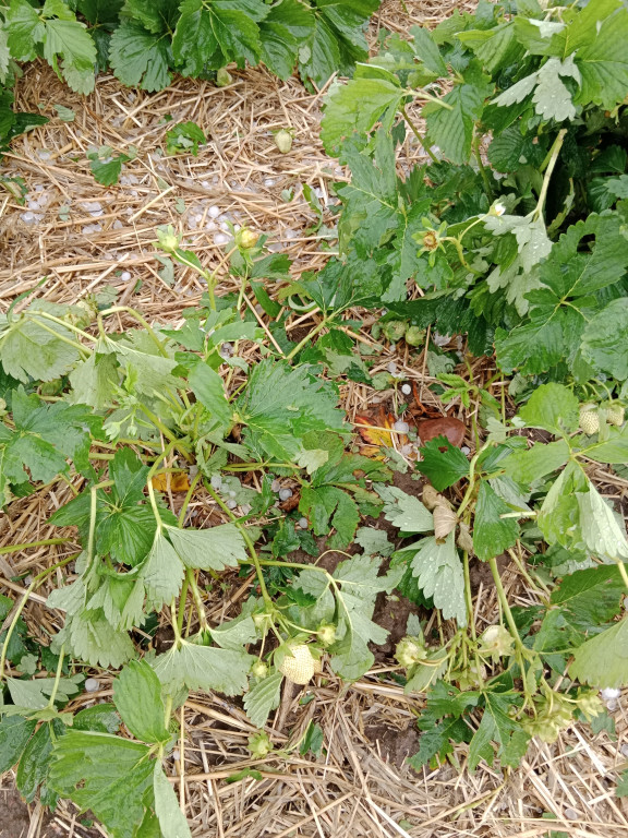 Gradobicie i zniszczone uprawy truskawek