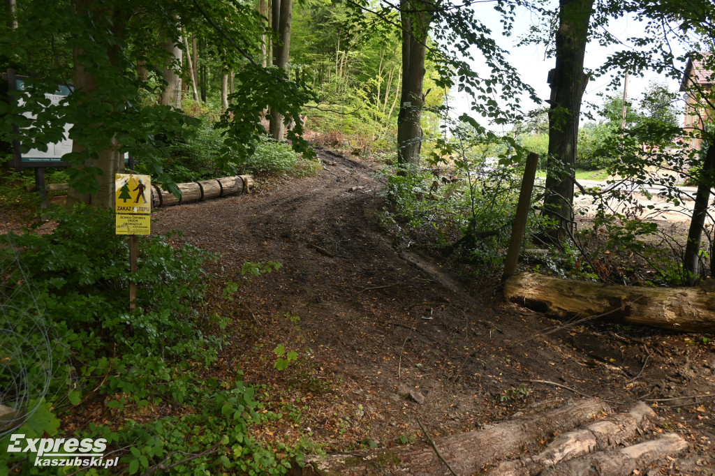 Wycinka w Arboretum Leśników Kartuskich