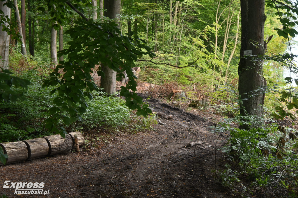 Wycinka w Arboretum Leśników Kartuskich