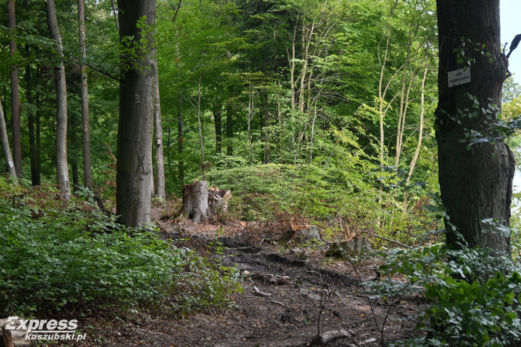 Wycinka w Arboretum Leśników Kartuskich