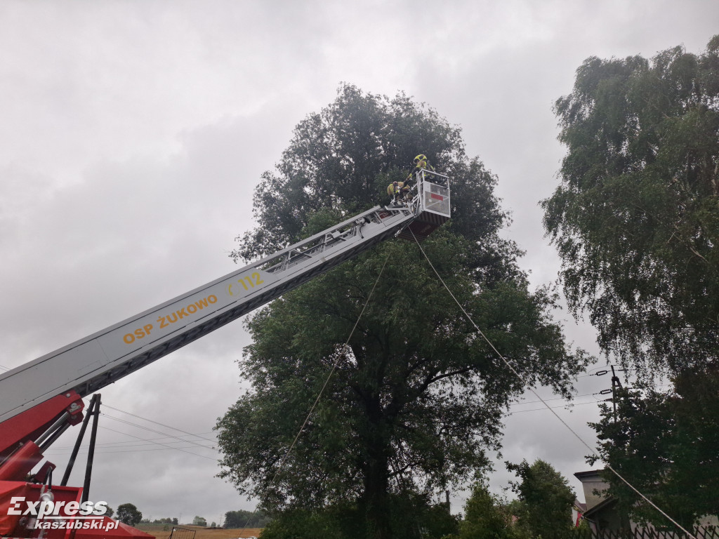 Kot utknął na drzewie - akcja strażaków