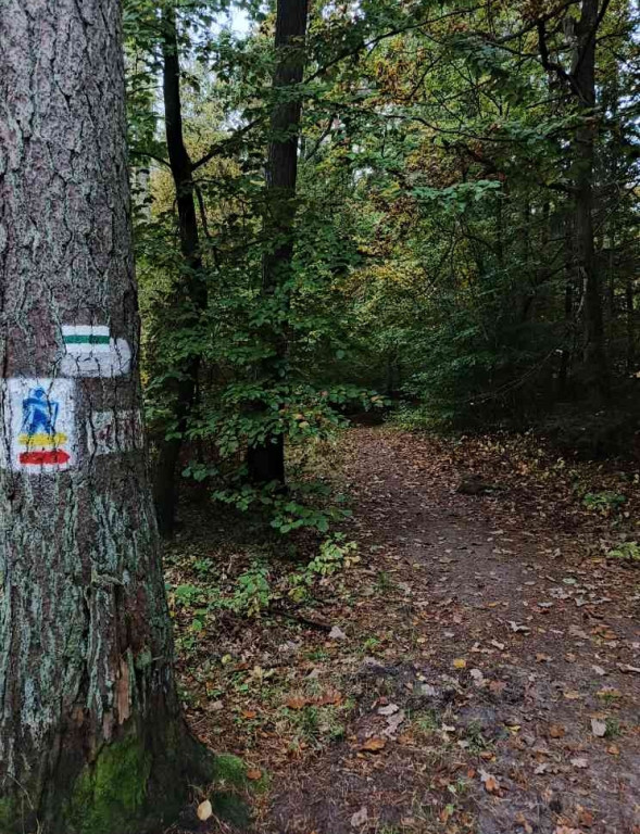 Trasy Nordic Walking w Sulminie