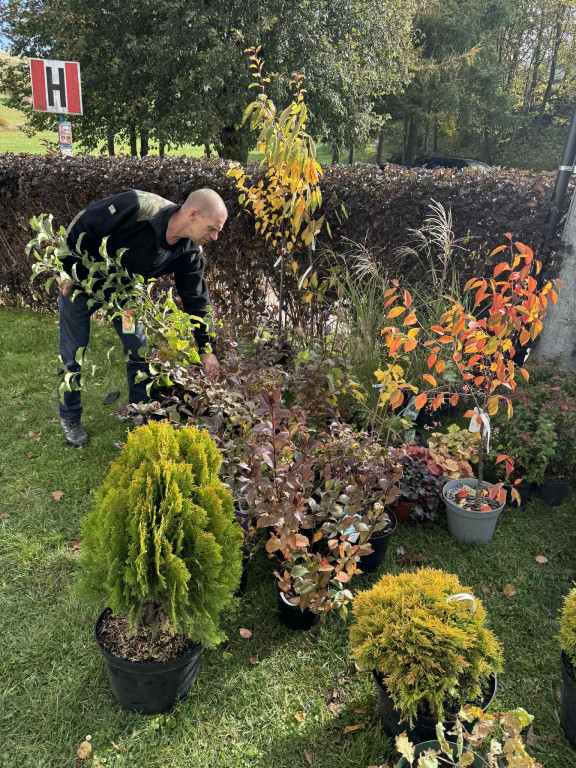 Nowa altana w Prokowie