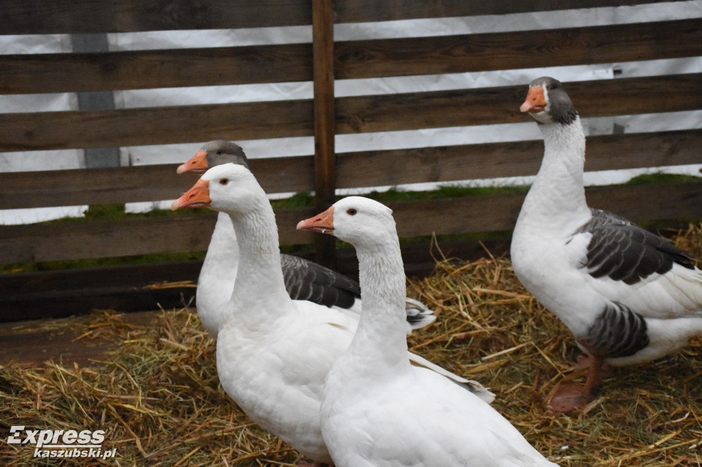Gęsi Bazar w Sierakowicach